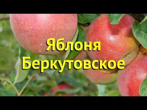 Variety of apples Berkutovskoe: photo and description, reviews