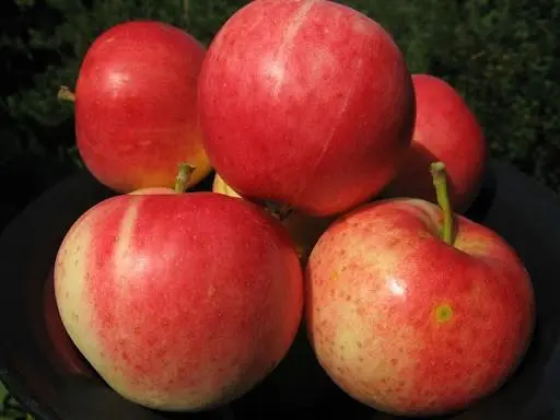 Variety of apples Enterprise: photo and description, reviews