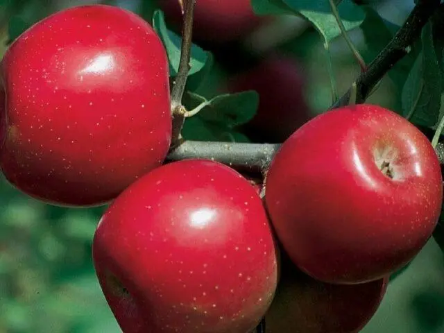 Variety of apples Enterprise: photo and description, reviews