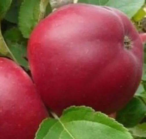 Variety of apples Gift to Grafsky: photo and description, reviews