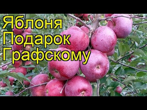 Variety of apples Gift to Grafsky: photo and description, reviews