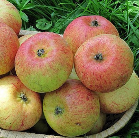 Variety of apples Korobovka: photo and description