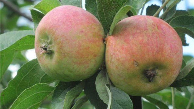 Variety of apples Korobovka: photo and description