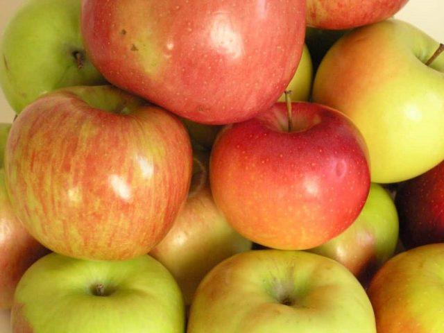 Variety of apples Korobovka: photo and description