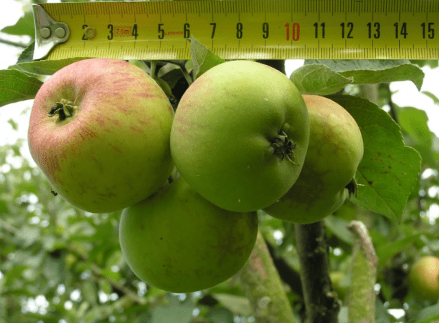 Variety of apples Korobovka: photo and description