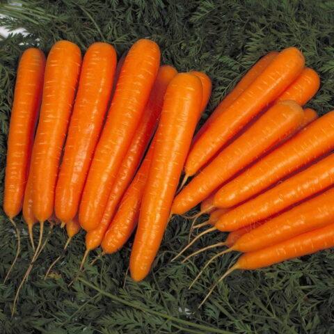 Variety of carrots Laguna F1: description and reviews