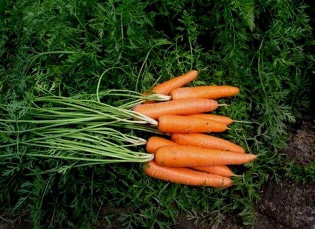 Variety of carrots Laguna F1: description and reviews