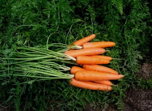 Variety of carrots Laguna F1: description and reviews