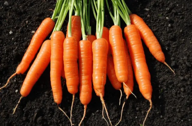 Variety of carrots Laguna F1: description and reviews