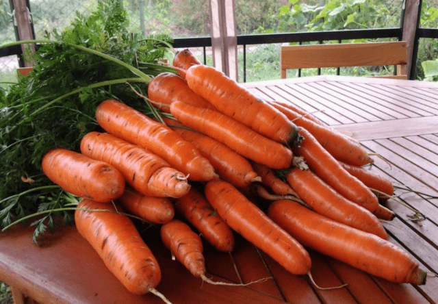 Variety of carrots Samson: characteristics and description, photos, reviews