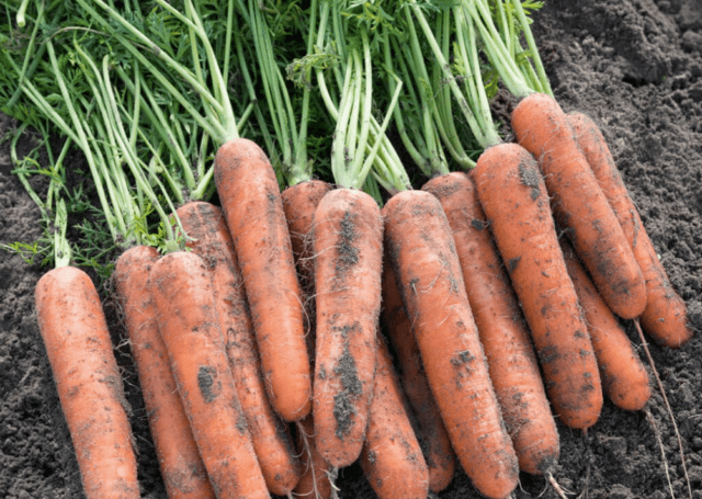 Variety of carrots Samson: characteristics and description, photos, reviews