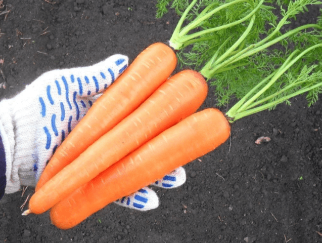 Variety of carrots Samson: characteristics and description, photos, reviews