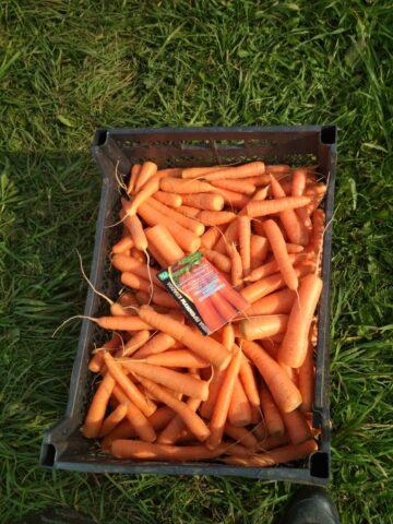 Variety of carrots Sankina love: description, photos and reviews