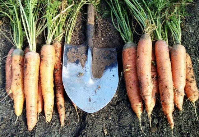 Variety of carrots Sankina love: description, photos and reviews