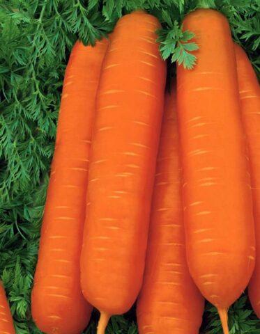 Variety of carrots Sankina love: description, photos and reviews