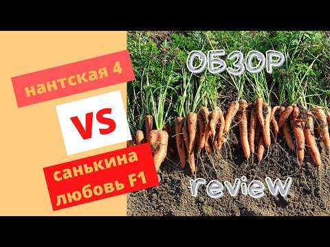 Variety of carrots Sankina love: description, photos and reviews