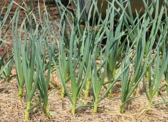 Variety of garlic Gulliver: photo and description