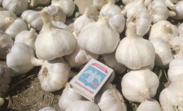 Variety of garlic Gulliver: photo and description