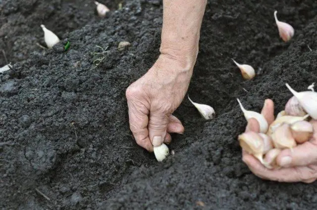 Variety of garlic Gulliver: photo and description