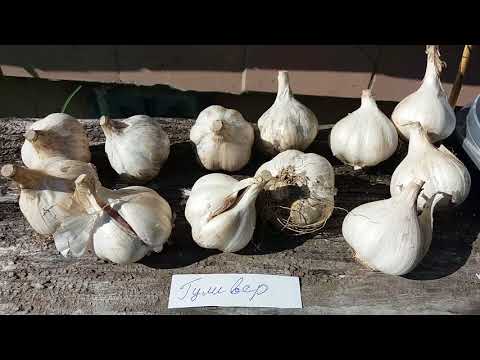 Variety of garlic Gulliver: photo and description