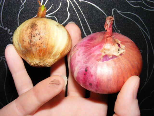 Variety of onion sets Rosanna (Rossana): characteristics, description, reviews