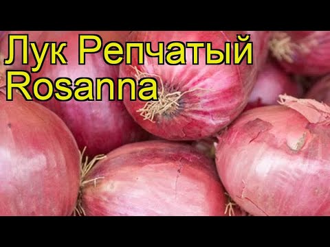 Variety of onion sets Rosanna (Rossana): characteristics, description, reviews