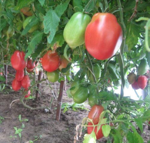 Variety of tomatoes Donkey ears: description and reviews