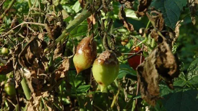 Variety of tomatoes Donkey ears: description and reviews