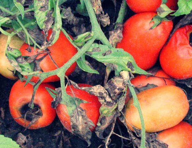 Variety of tomatoes Donkey ears: description and reviews