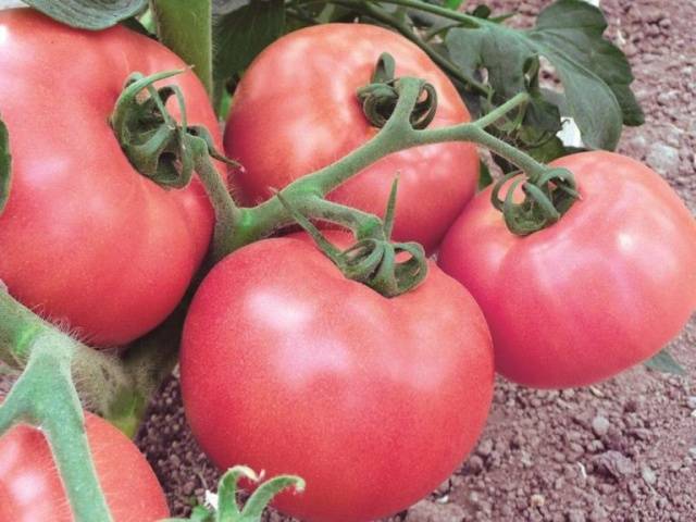 Variety of tomatoes Pervoklasska