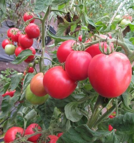 Variety of tomatoes Pervoklasska