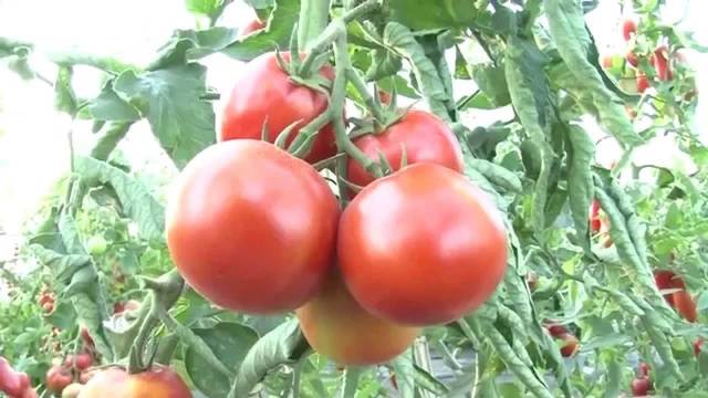 Variety of tomatoes Pervoklasska