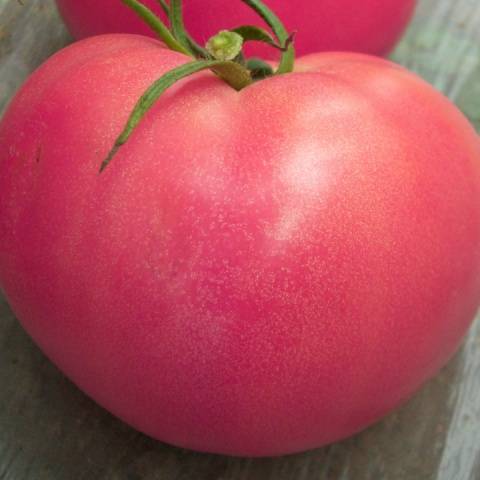 Variety of tomatoes Pervoklasska