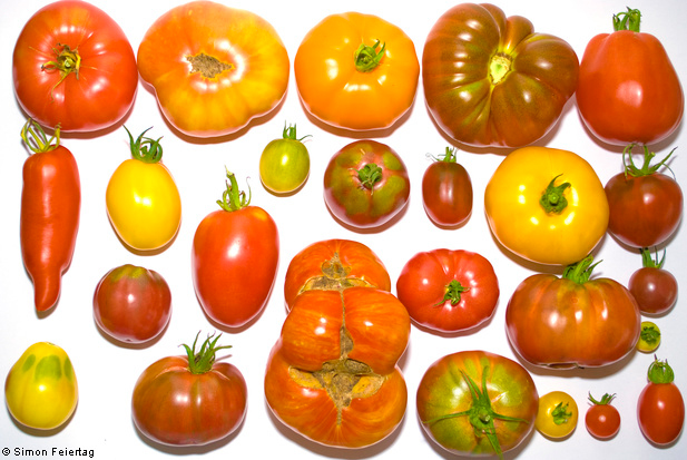 Variety of tomatoes Pervoklasska