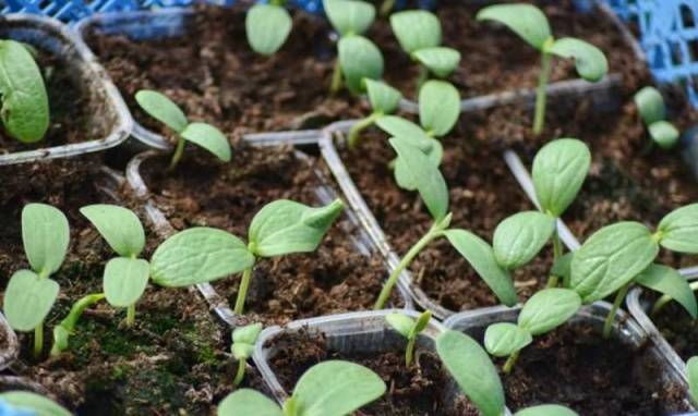 Variety of watermelon Kholodok: photo and description