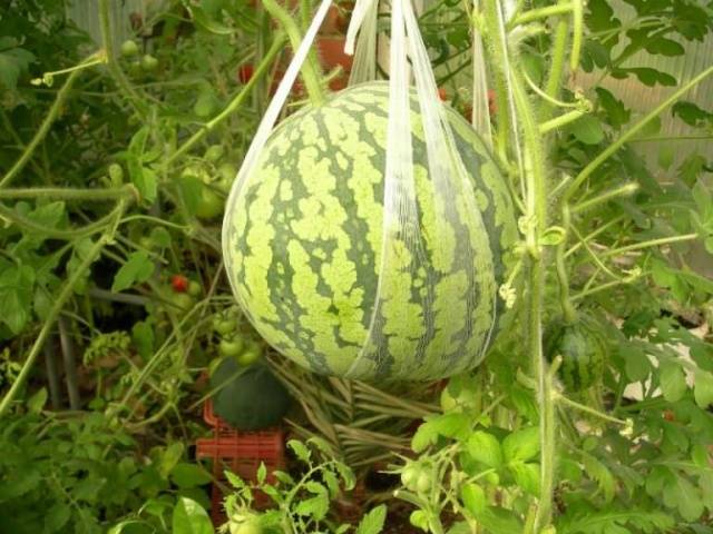 Variety of watermelon Kholodok: photo and description