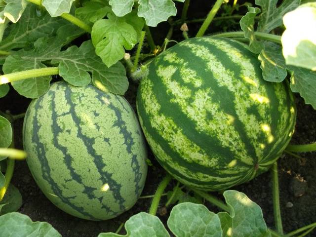 Variety of watermelon Kholodok: photo and description