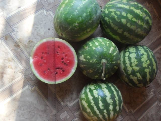 Variety of watermelon Kholodok: photo and description