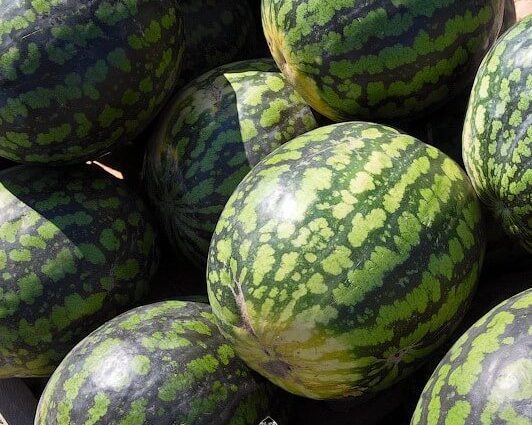 Variety of watermelon Kholodok: photo and description