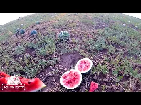 Variety of watermelon Kholodok: photo and description