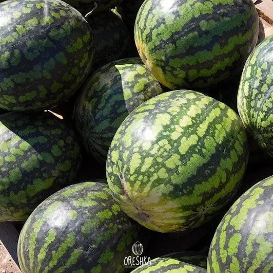 Variety of watermelon Kholodok: photo and description