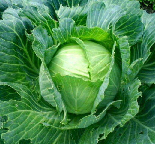 Variety of white cabbage Three heroes: photo with description, reviews