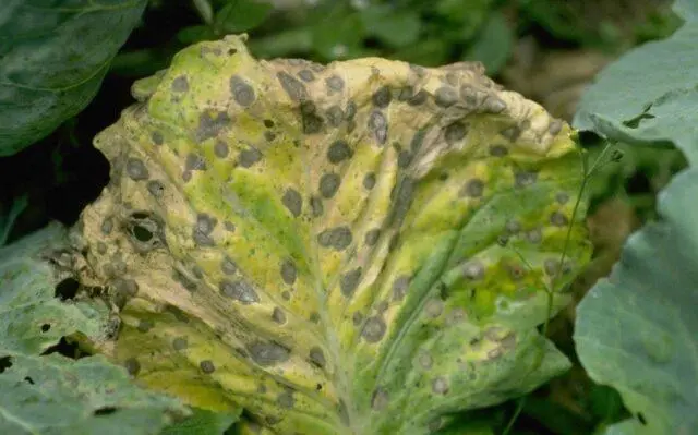 Variety of white cabbage Three heroes: photo with description, reviews