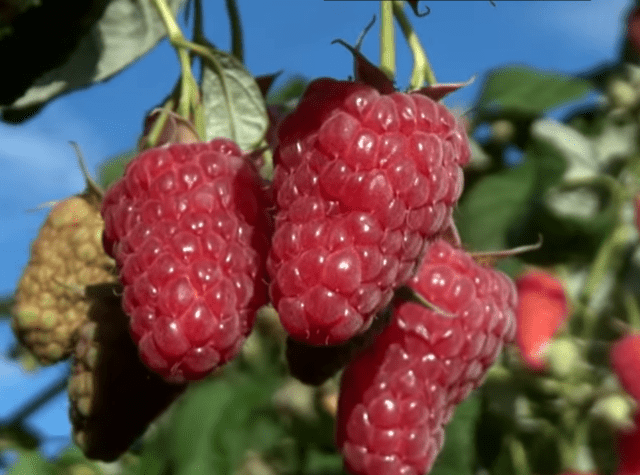 Vasena raspberry variety: reviews and description