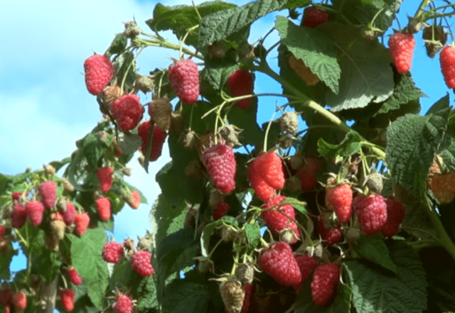 Vasena raspberry variety: reviews and description