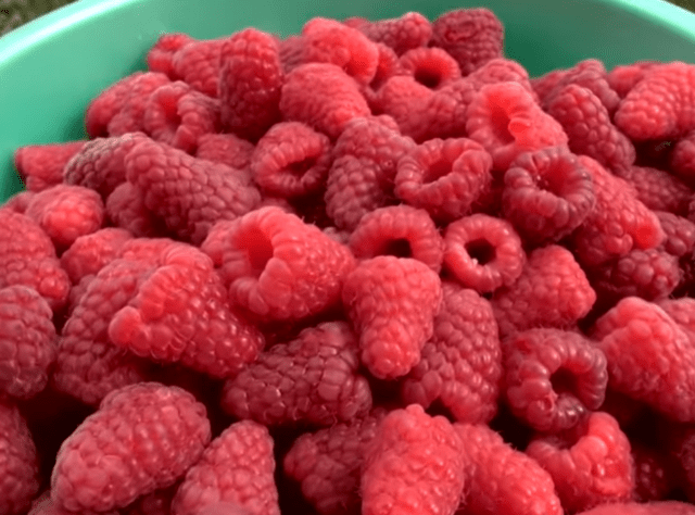 Vasena raspberry variety: reviews and description