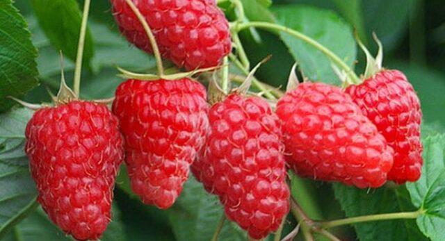 Vasena raspberry variety: reviews and description