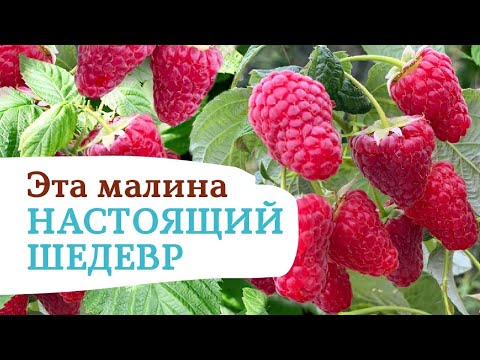 Vasena raspberry variety: reviews and description