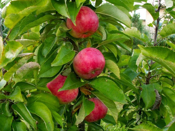 Vasyugan - columnar apple tree, its characteristics