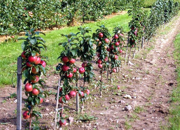 Vasyugan - columnar apple tree, its characteristics